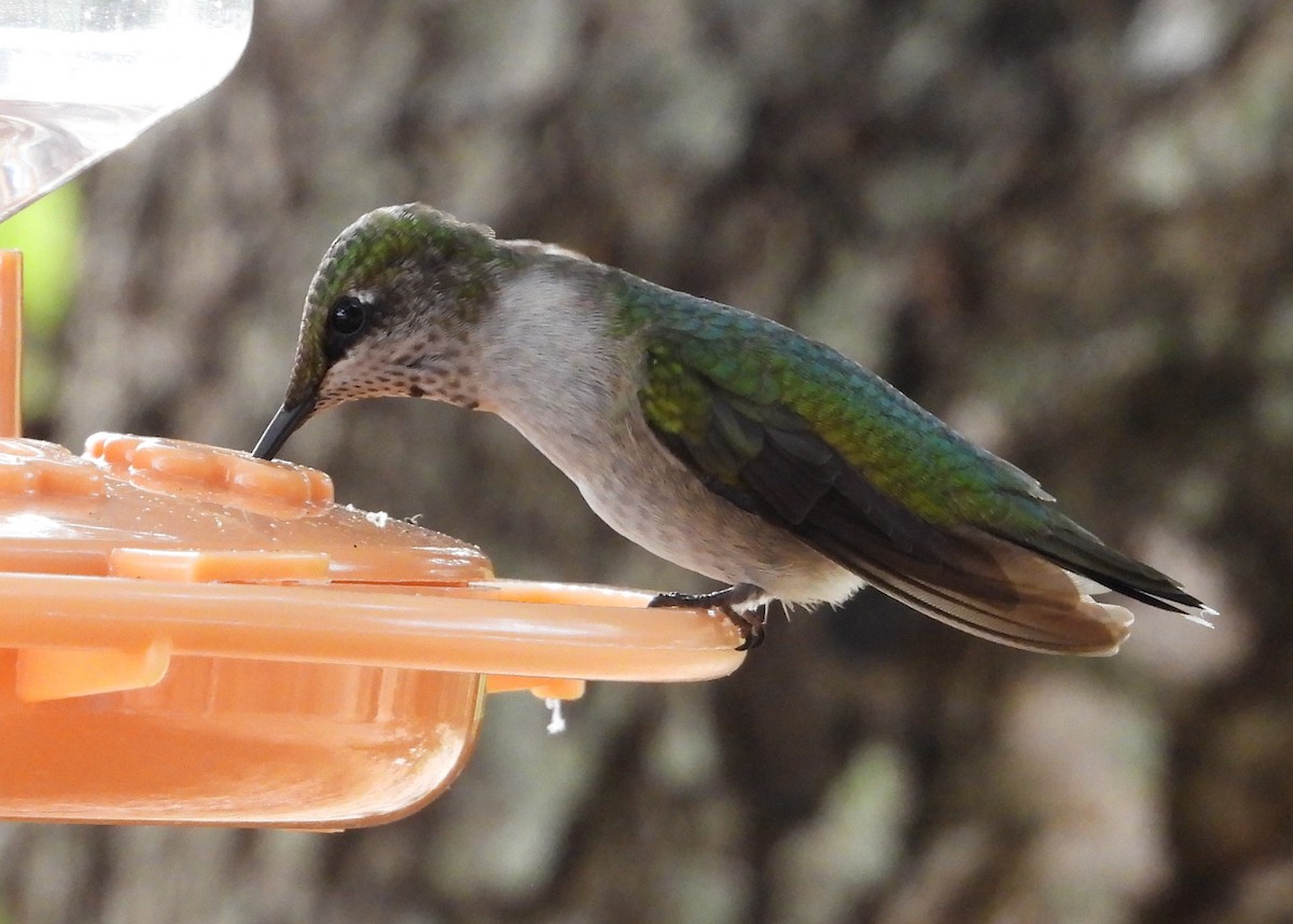 Anna's Hummingbird - ML610844816