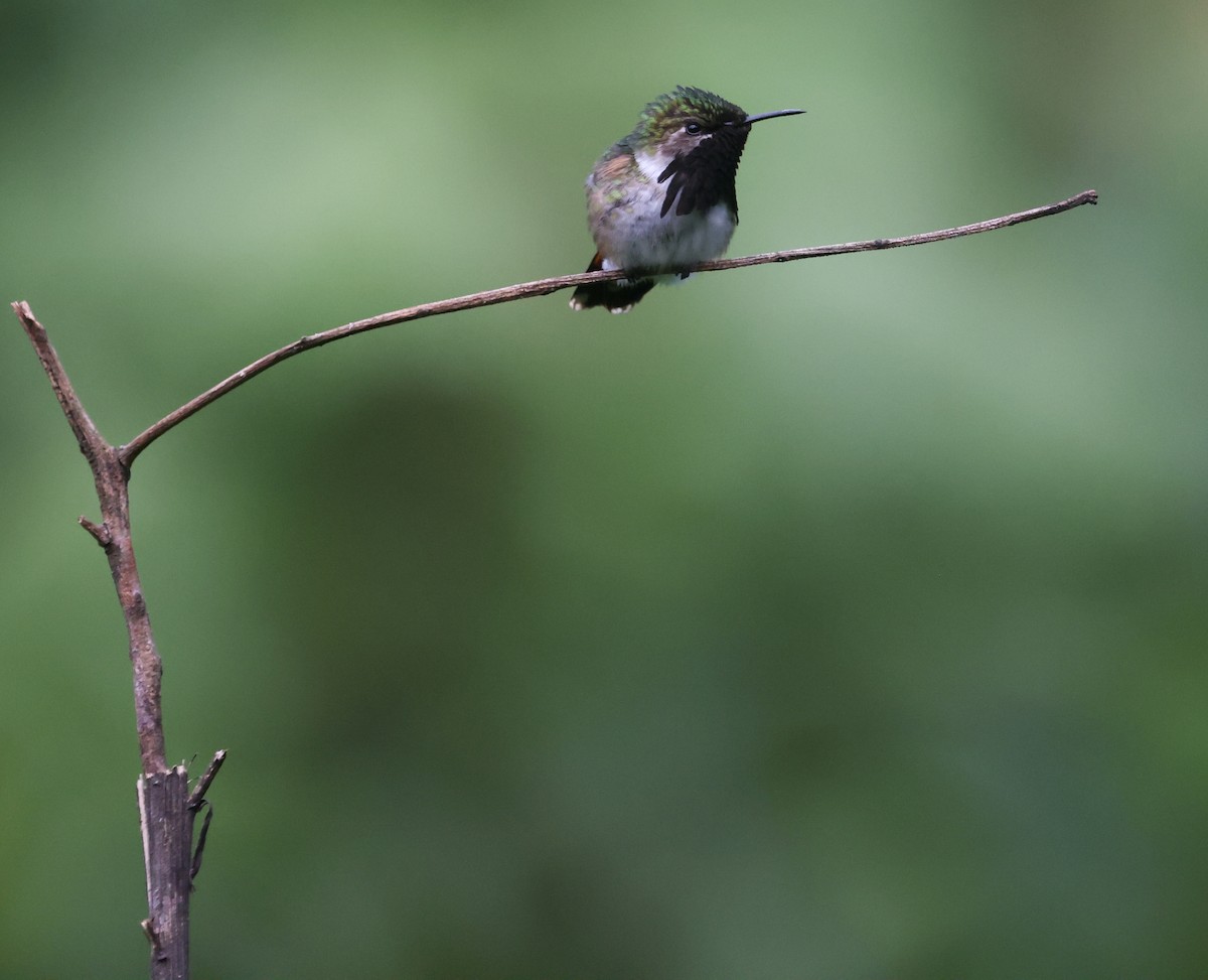 Wine-throated Hummingbird - Tim Lucas