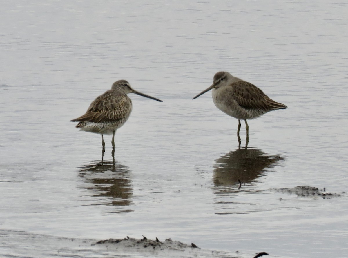 Long-billed Dowitcher - ML610844857
