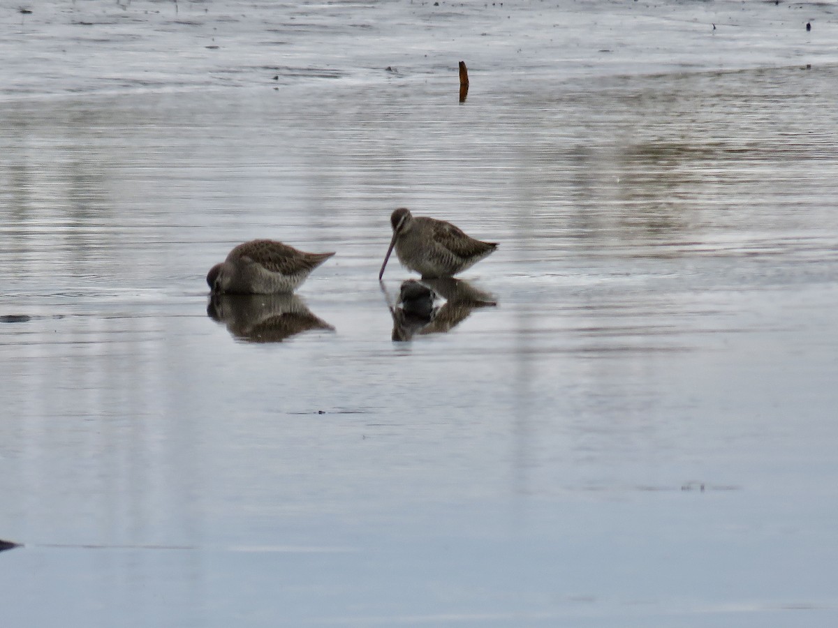 Long-billed Dowitcher - ML610844860
