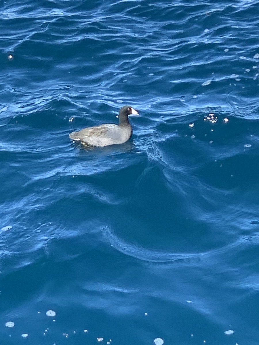 American Coot - ML610844877