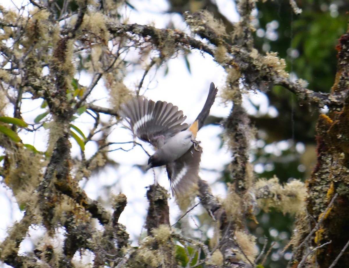 Gray Treepie - ML610844887