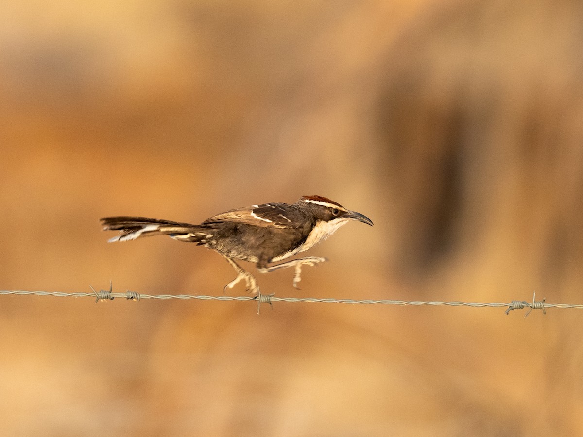 Chestnut-crowned Babbler - ML610844943