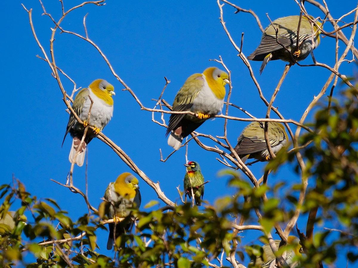 Yellow-footed Green-Pigeon - ML610845025