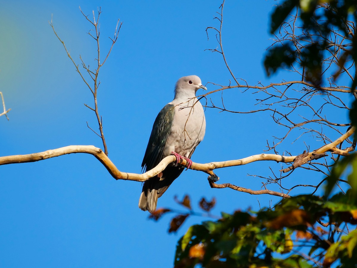 Green Imperial-Pigeon (Green) - Tim Boucher