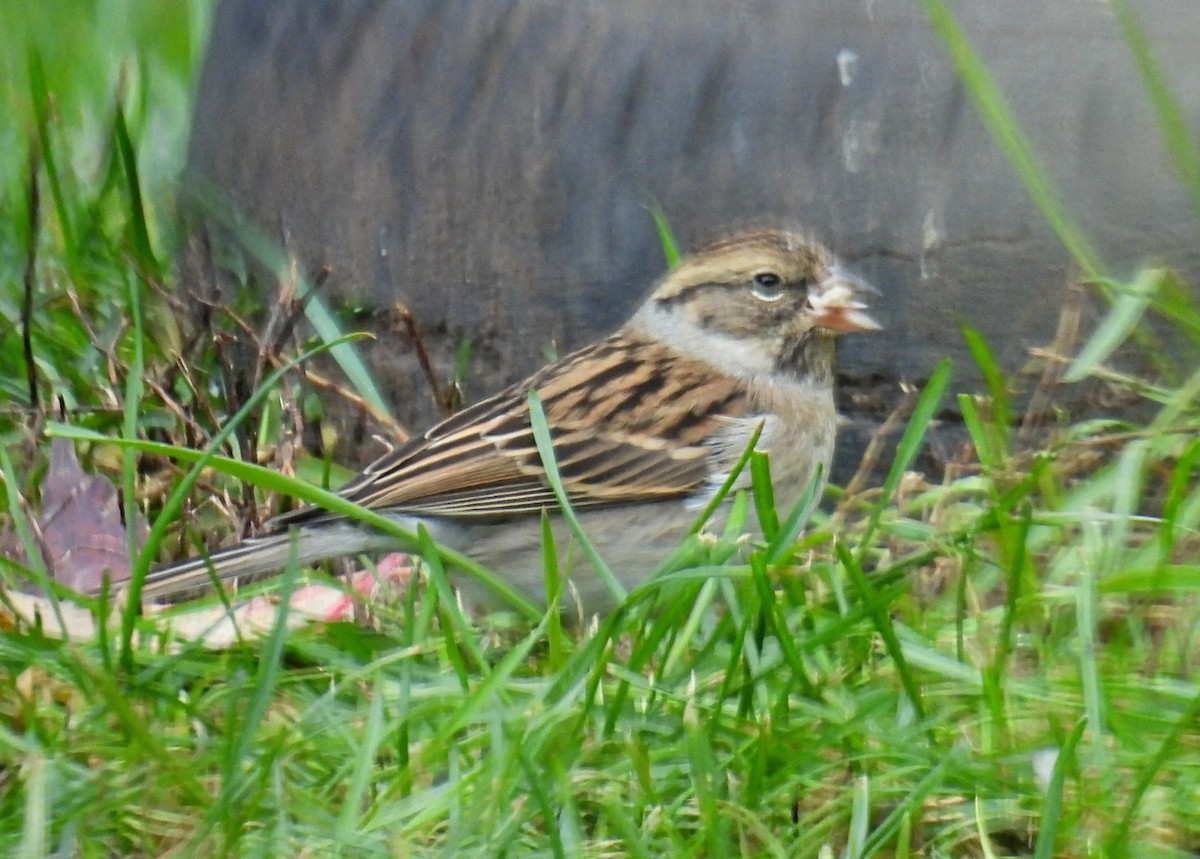 Chipping Sparrow - ML610845057
