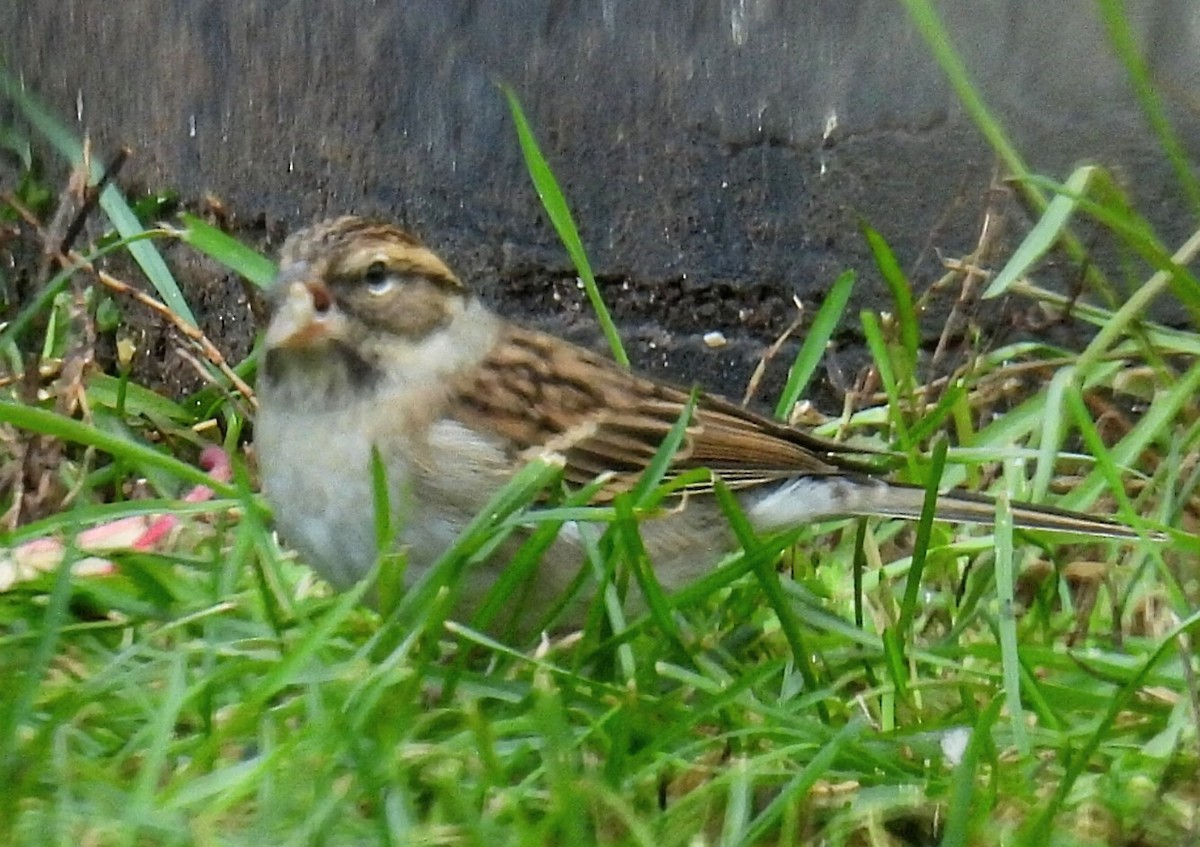 Chipping Sparrow - ML610845058