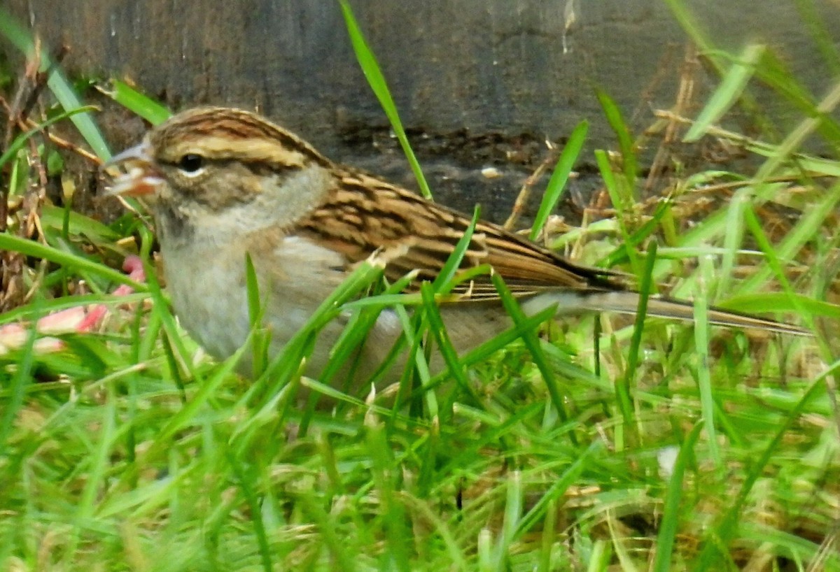 Chipping Sparrow - ML610845059