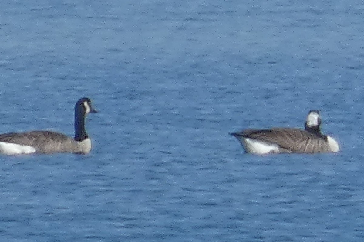 Canada Goose - ML610845077