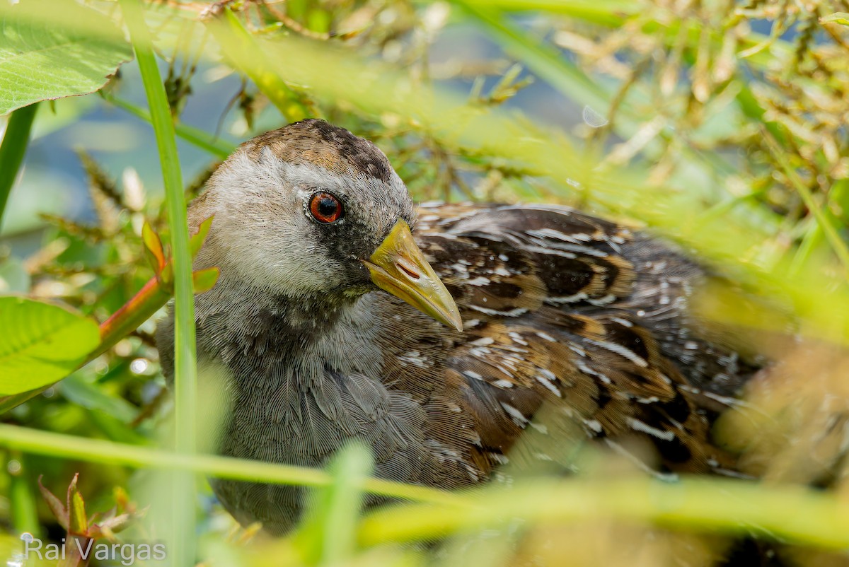 Polluela Sora - ML610845155