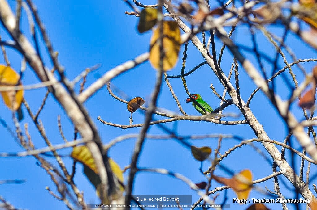 Blue-eared/Black-eared Barbet - ML610845184