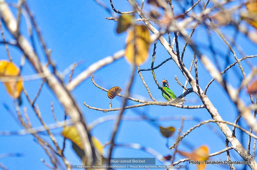 Blauohr-/Schwarzohr-Bartvogel - ML610845185