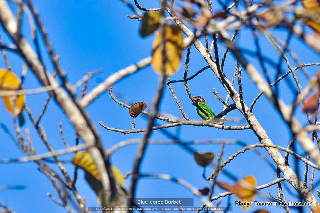 Blue-eared/Black-eared Barbet - ML610845186