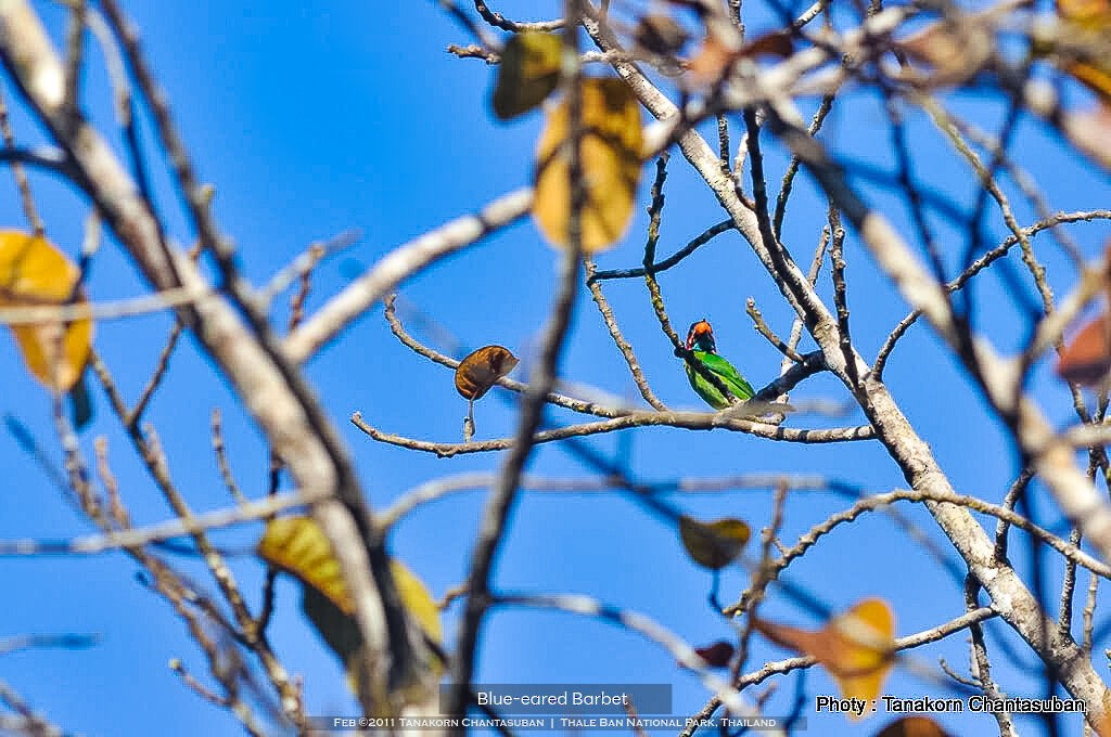 Blue-eared/Black-eared Barbet - ML610845188