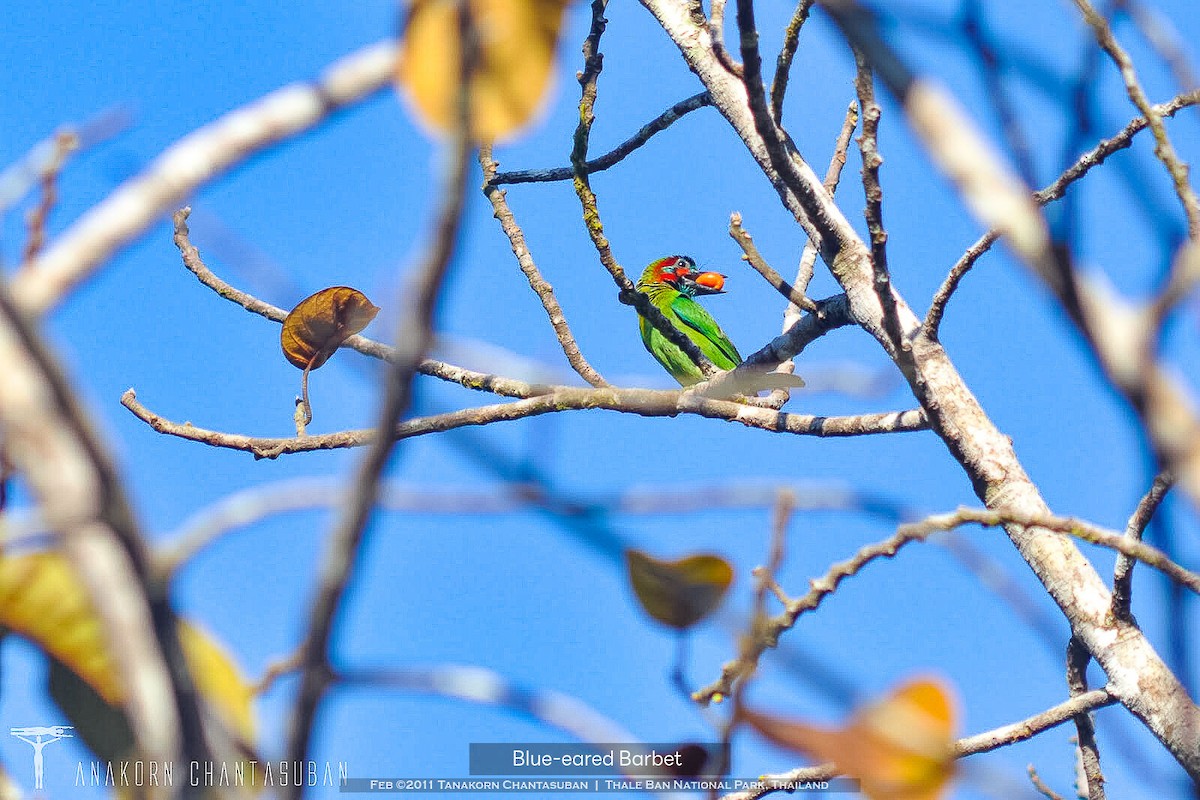 Blauohr-/Schwarzohr-Bartvogel - ML610845189