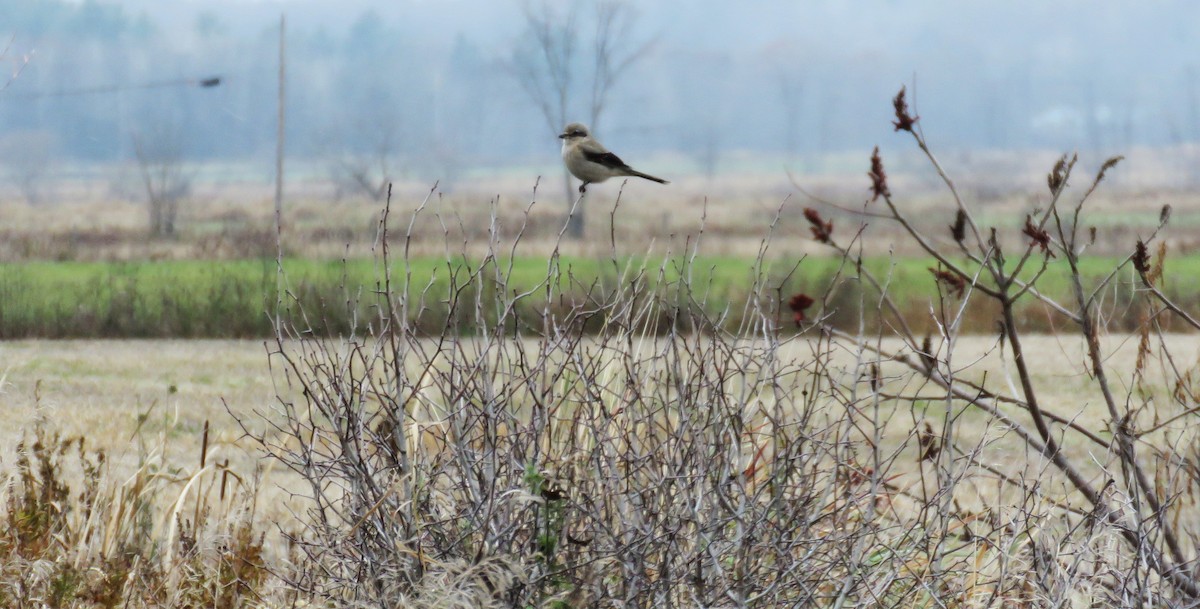 Умардын дунхай - ML610845207