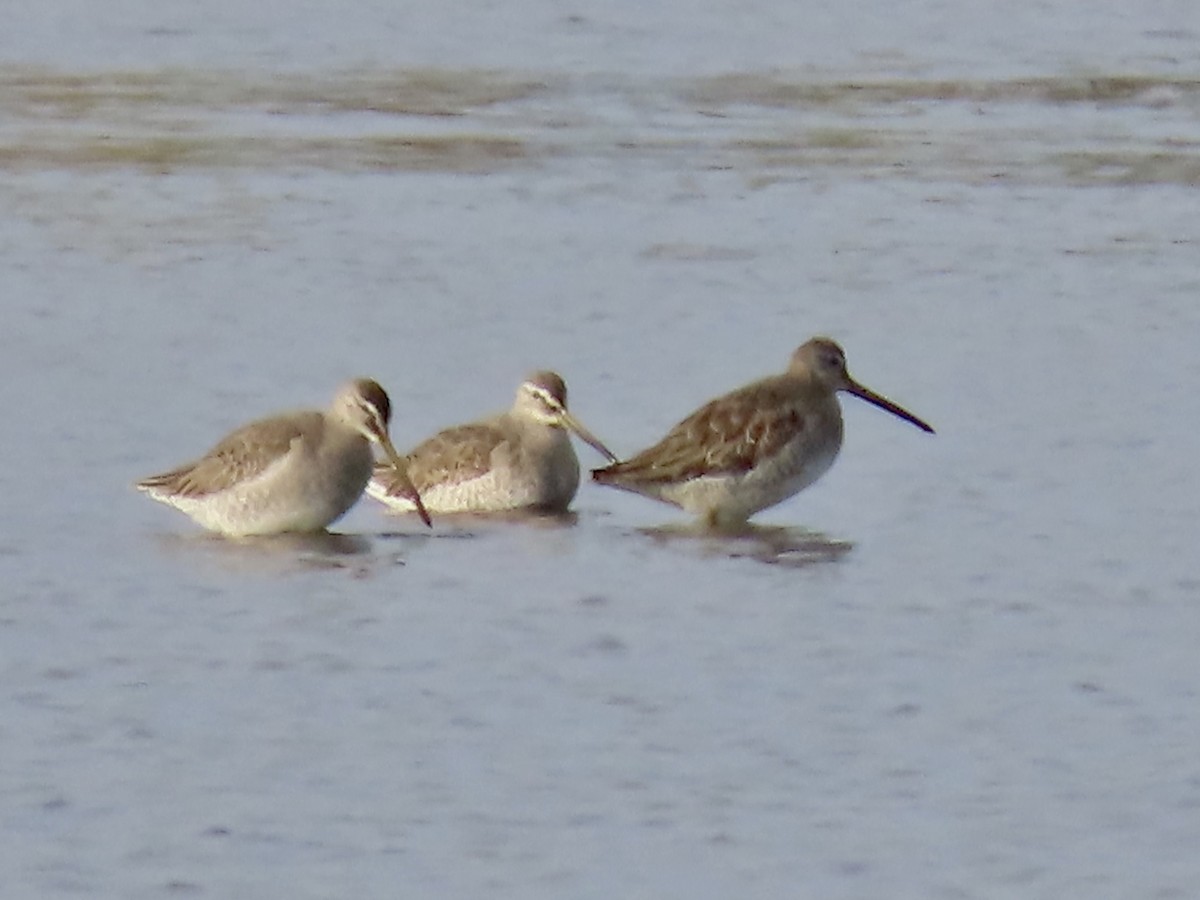 Long-billed Dowitcher - ML610845220