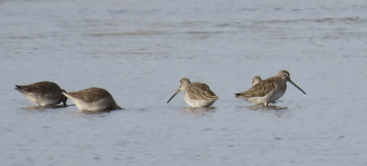 Long-billed Dowitcher - ML610845222