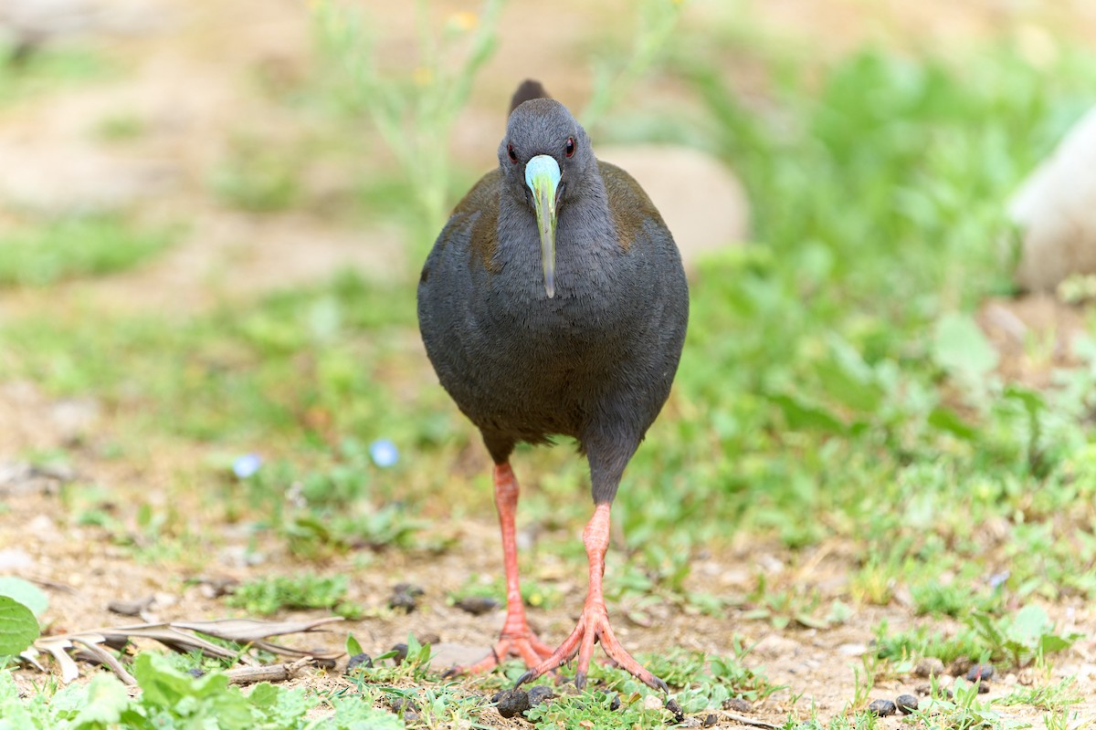 Plumbeous Rail - ML610845251