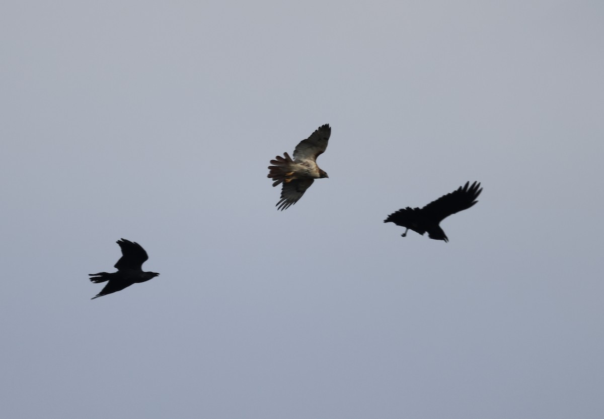 Red-tailed Hawk - burton balkind