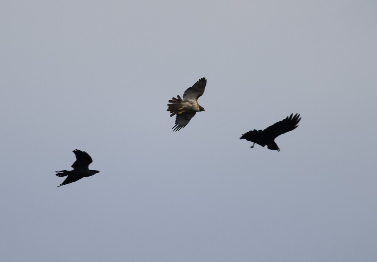 Common Raven - burton balkind