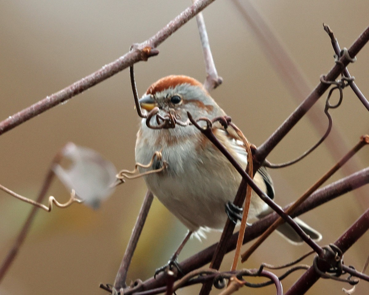 American Tree Sparrow - ML610845363