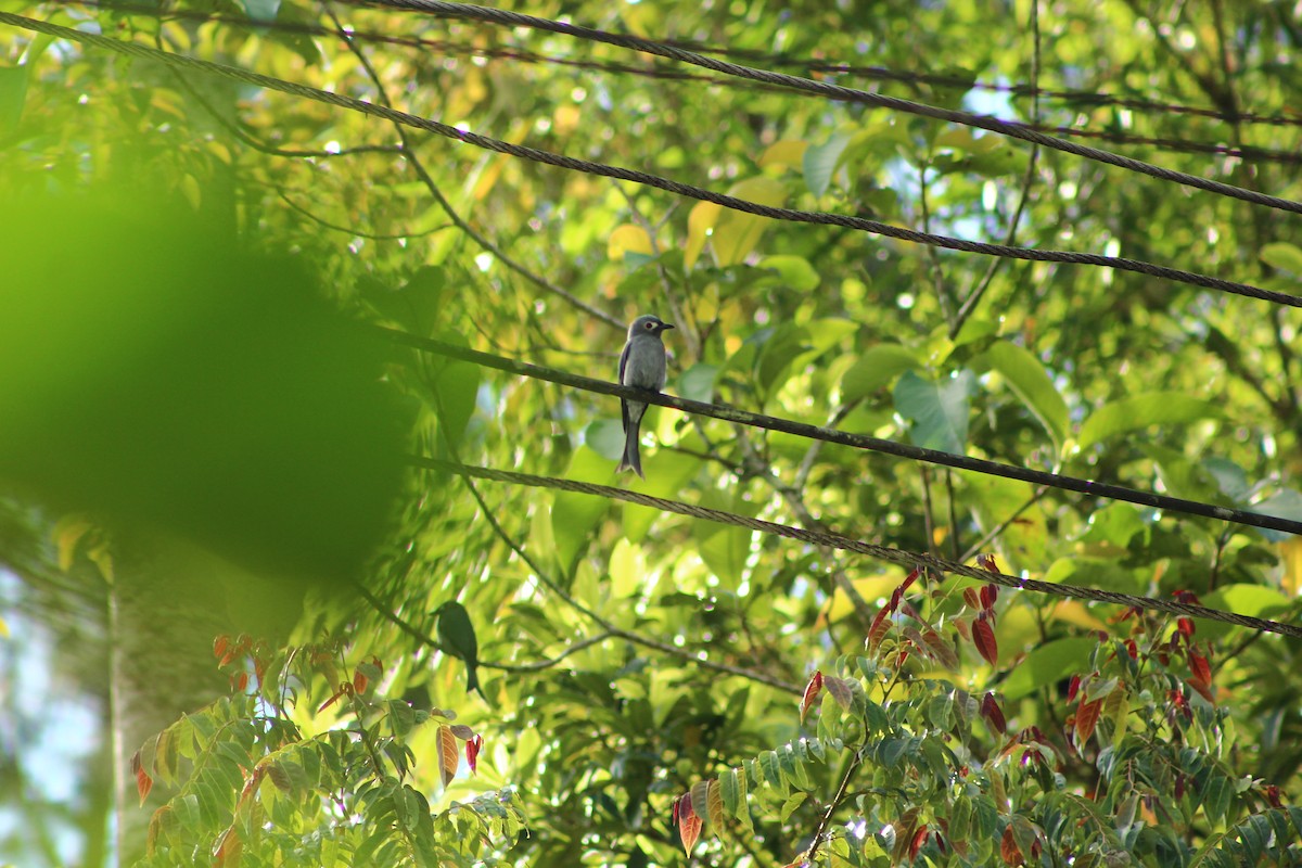 Drongo Cenizo - ML610845432