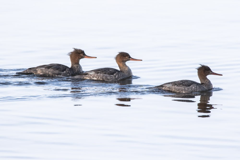 Red-breasted Merganser - ML610845464