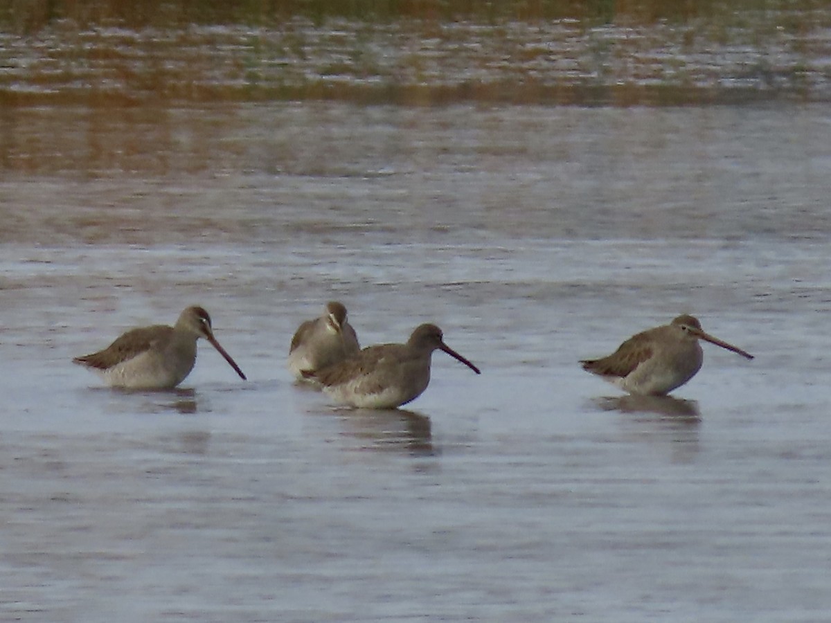 Long-billed Dowitcher - ML610845471