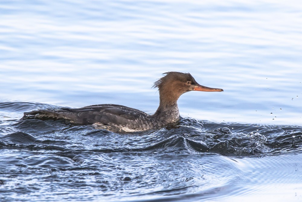 Red-breasted Merganser - ML610845474