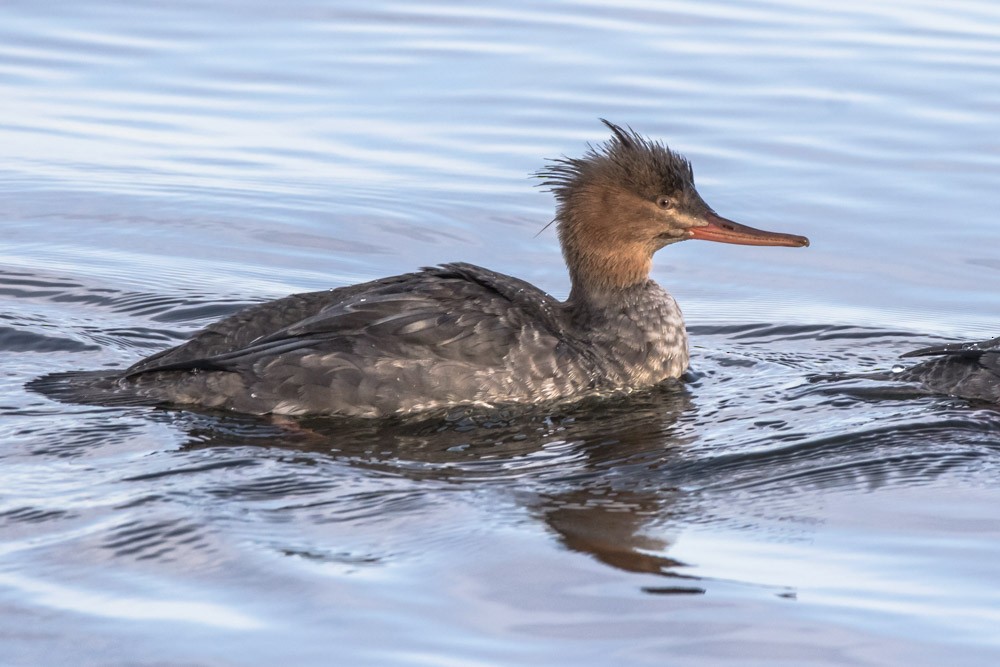 Red-breasted Merganser - ML610845482