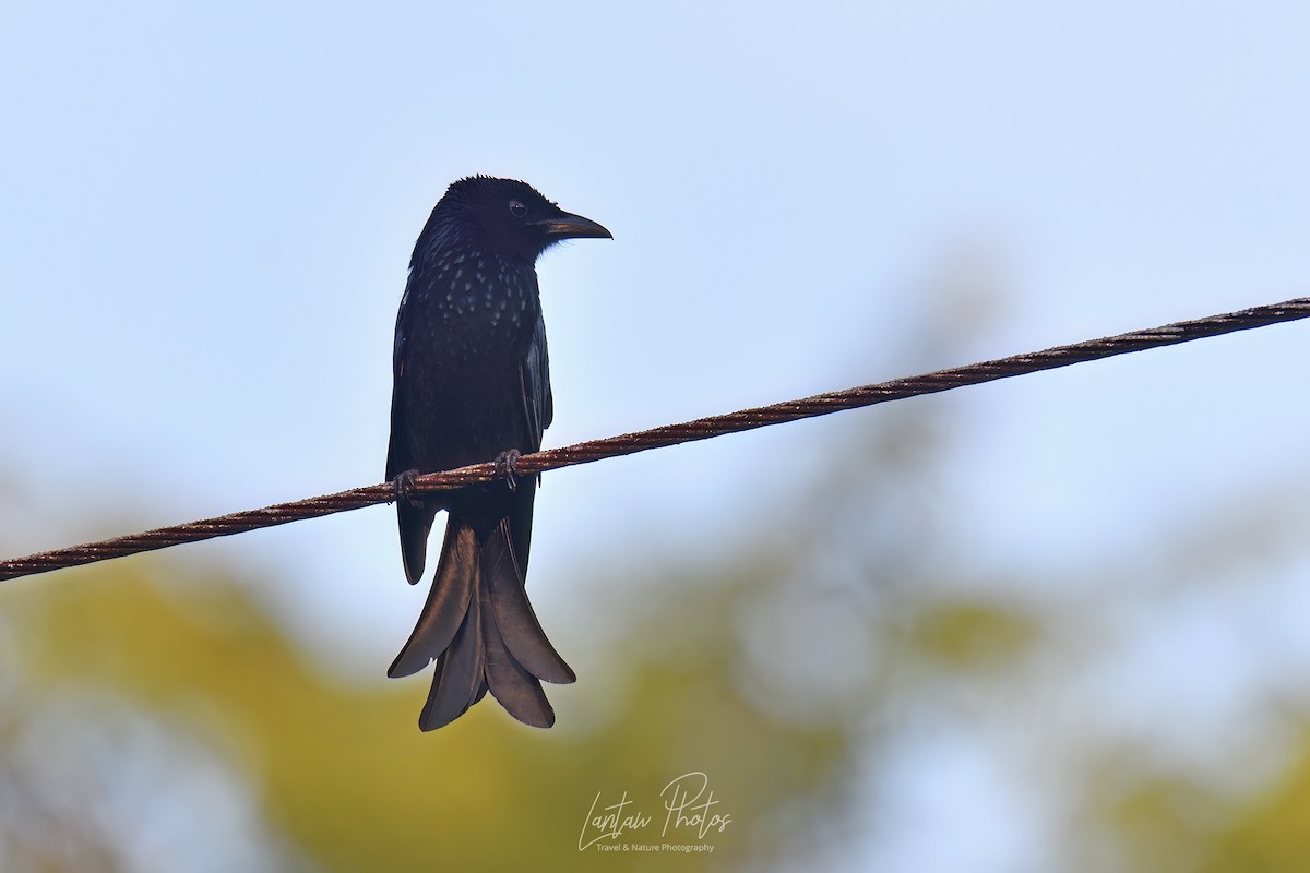 Palawan Drongo (Palawan) - ML610845489