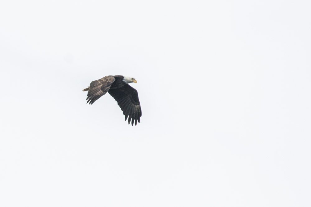 Bald Eagle - ML610845571