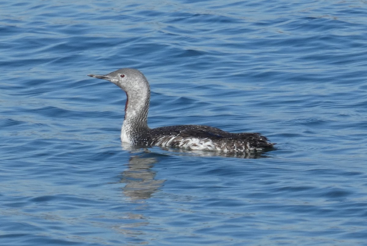 Red-throated Loon - ML610845590