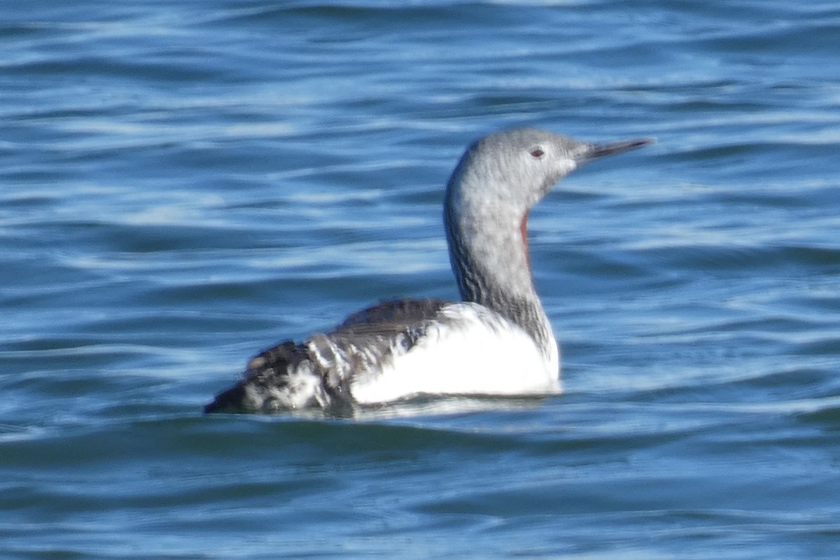 Red-throated Loon - ML610845591