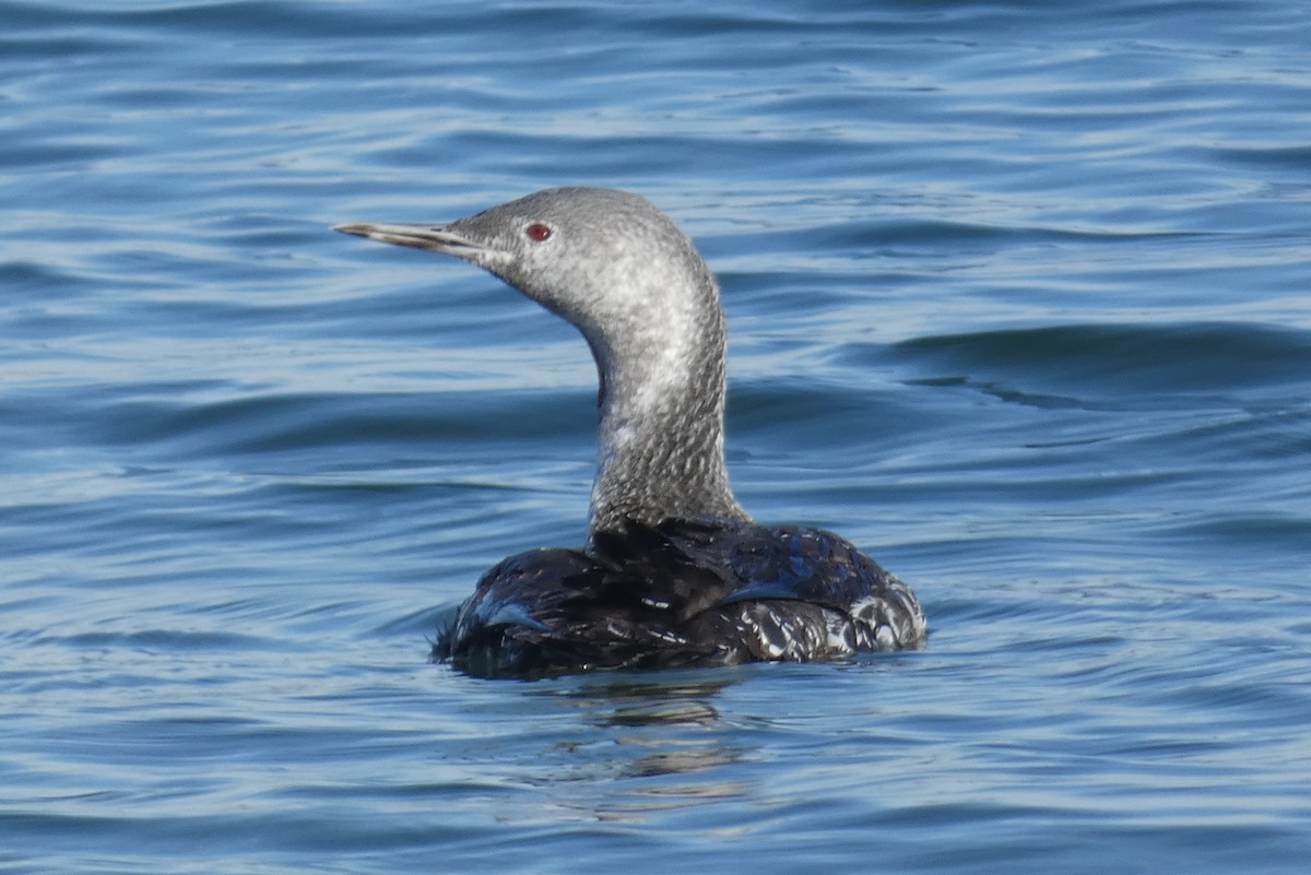 Red-throated Loon - ML610845592