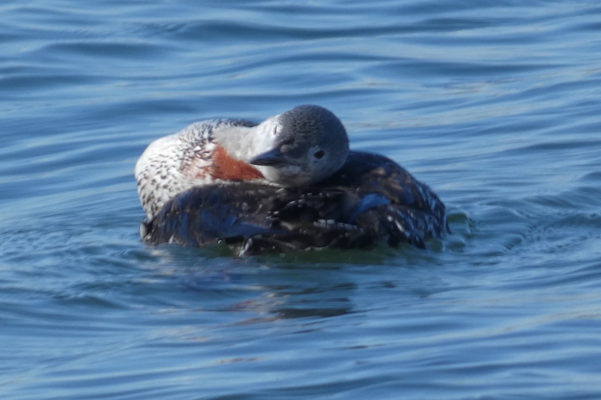 Red-throated Loon - ML610845593