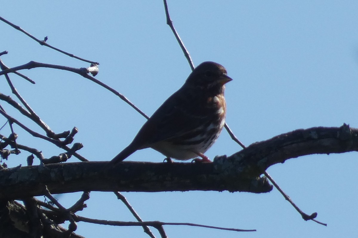 Fox Sparrow - ML610845606