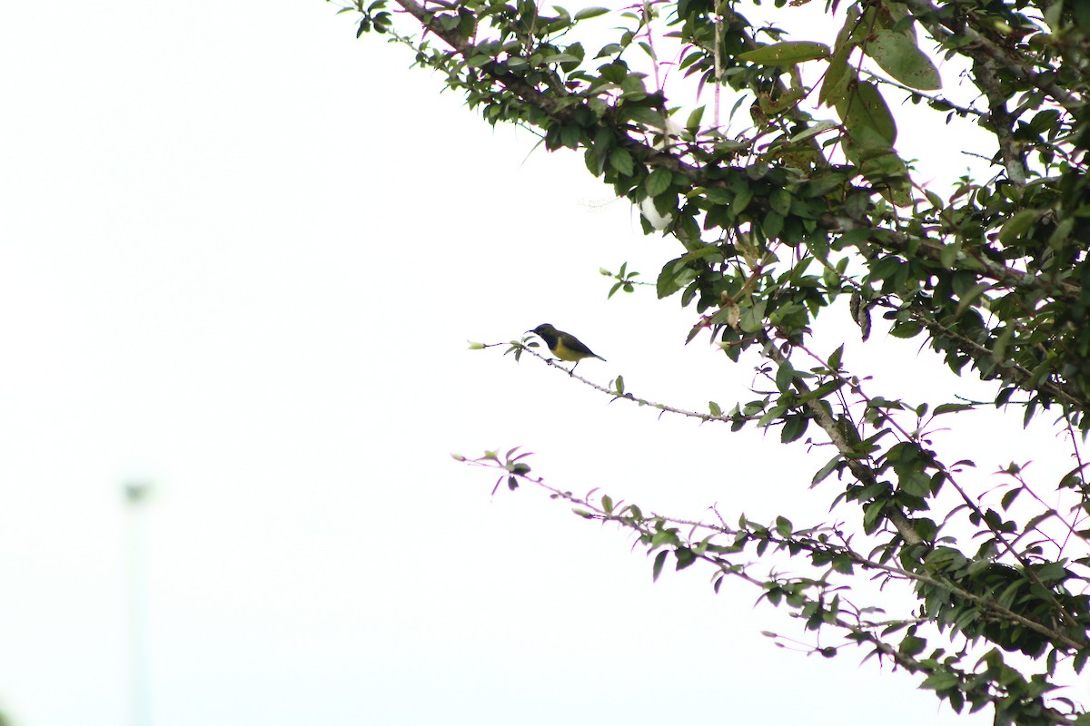 Ornate Sunbird - varun tipnis