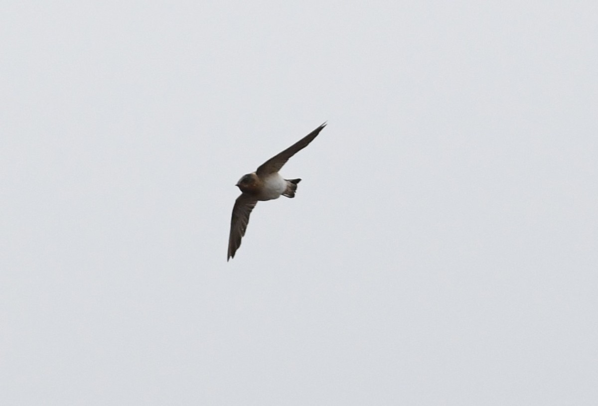 Cliff Swallow - Brad Hunter