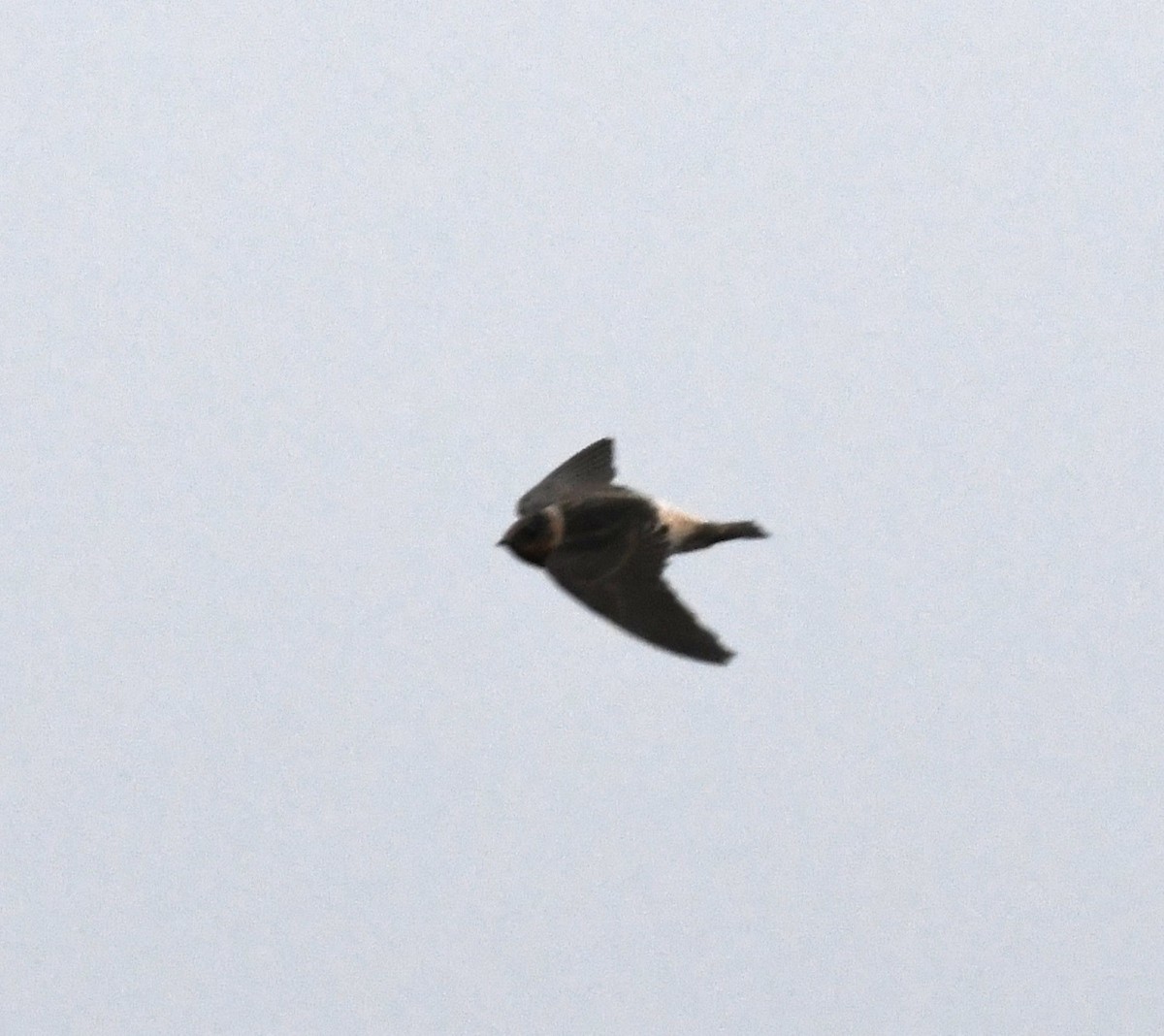 Cliff Swallow - Brad Hunter