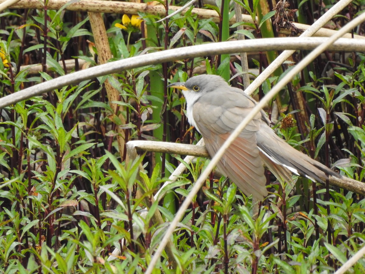 Yellow-billed Cuckoo - ML610845648