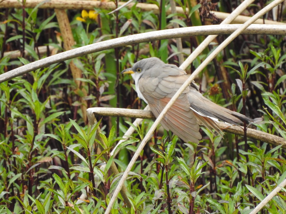 Yellow-billed Cuckoo - ML610845652