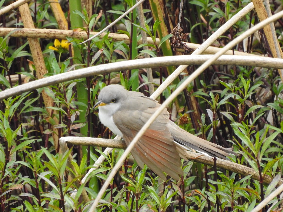 Yellow-billed Cuckoo - ML610845655