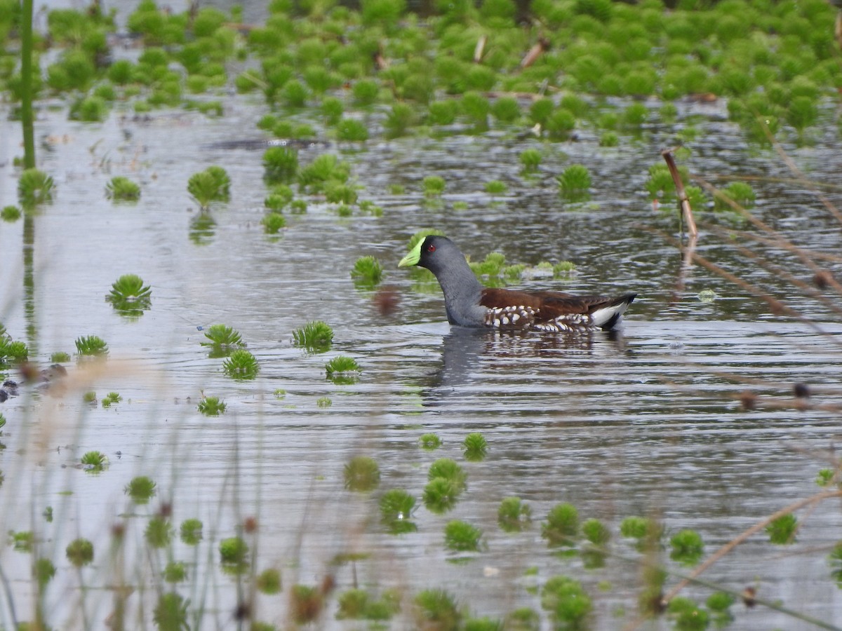 Spot-flanked Gallinule - ML610845697