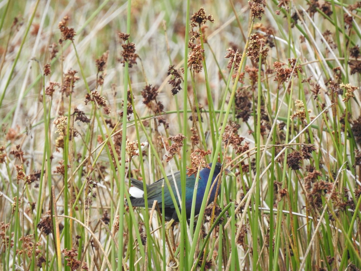 Purple Gallinule - ML610845792