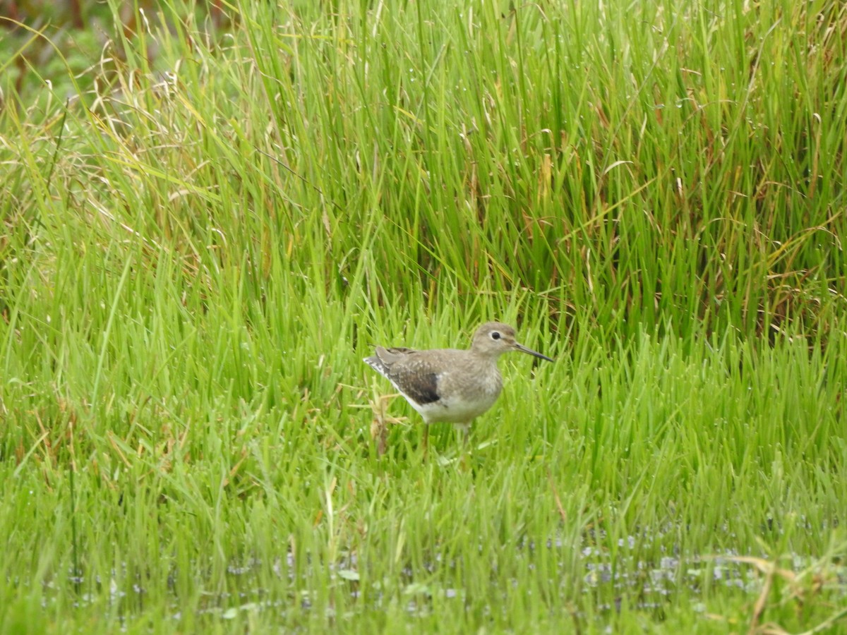 Solitary Sandpiper - ML610845808