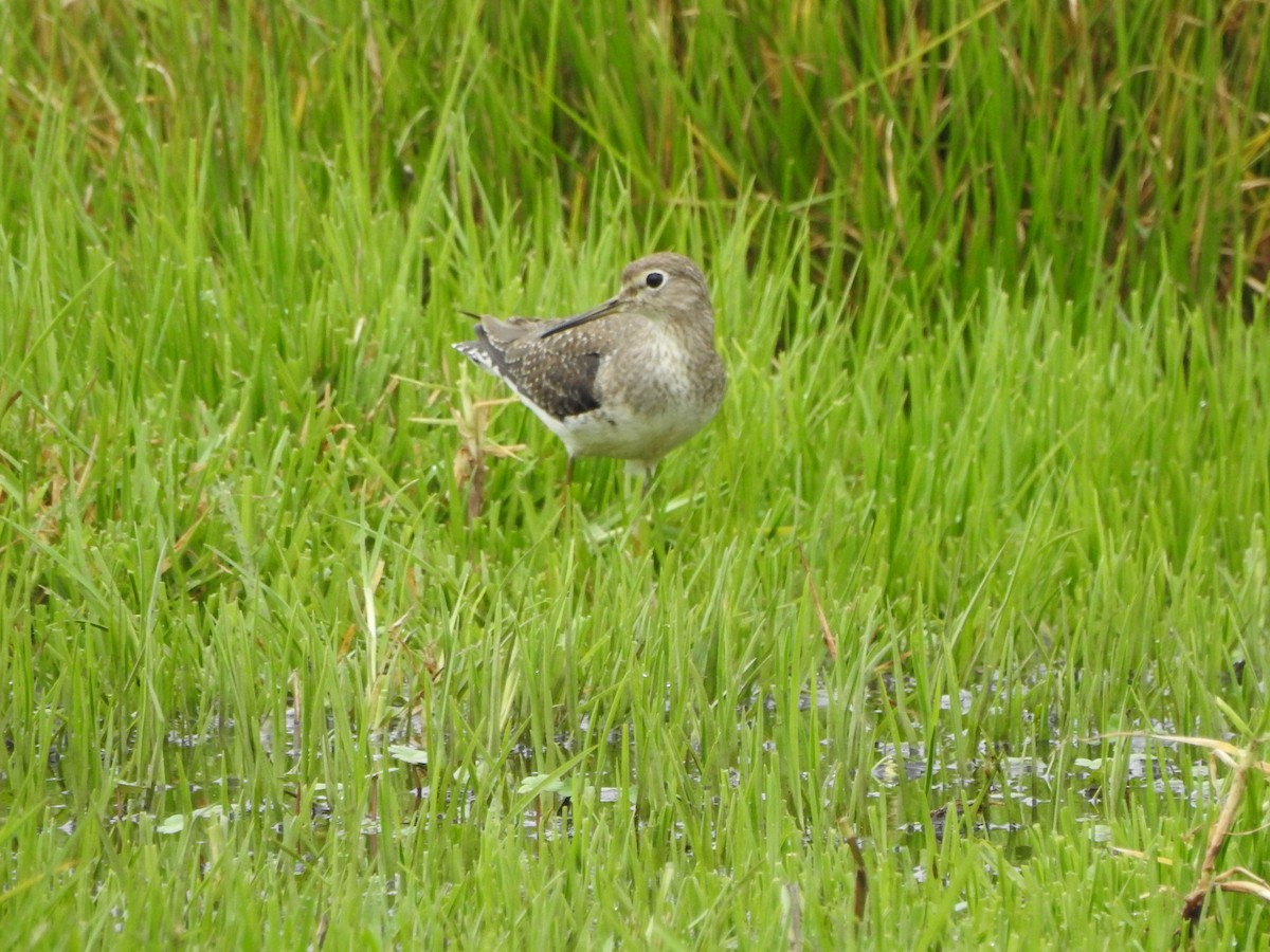 Solitary Sandpiper - ML610845812