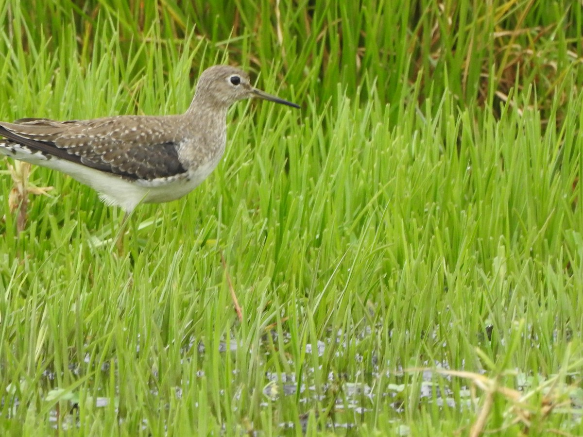 Solitary Sandpiper - ML610845815