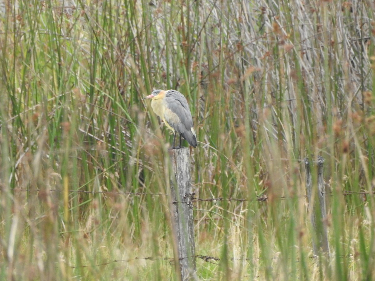 Whistling Heron - ML610845835